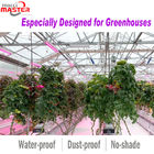 Commercial Greenhouse LED Grow Lights Supplemental 640W Toplighting